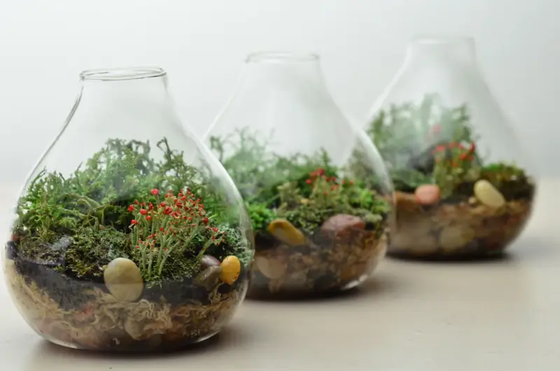 Terrarium & Grass Head Workshop6